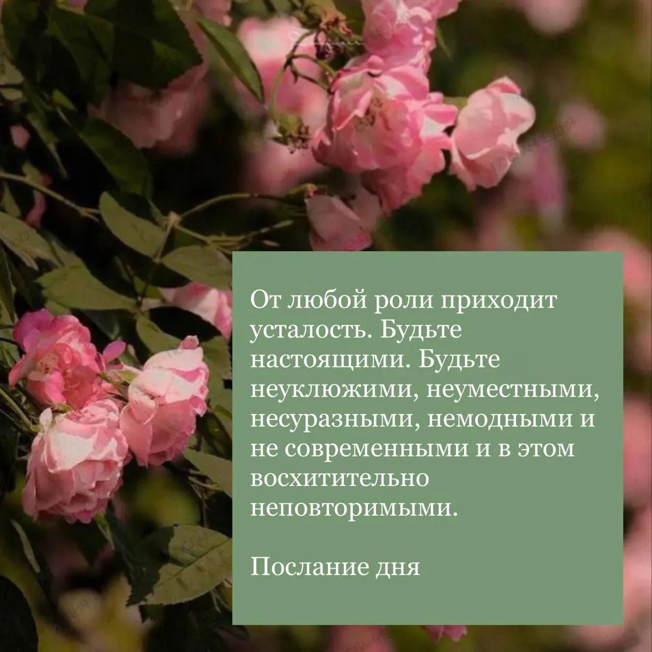 Послание 💌 дня