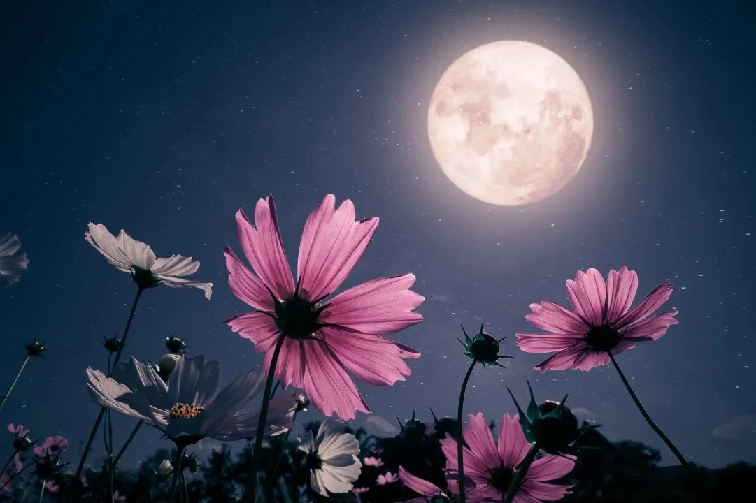 🌕 20 июля — Международный день Луны!

Сегодня весь мир отмечает Международный день Луны — праздник,