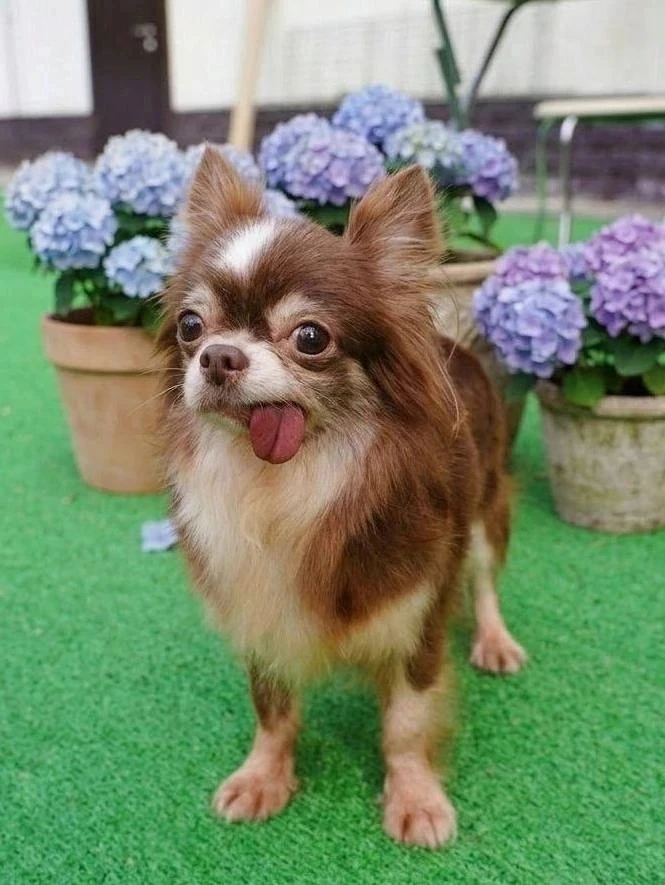 Ищет дом нежное чудо Сакура, приезжайте  в Домик Мелкашей Балашиха! 🐶✨    Москва и МО  Меня зовут Са