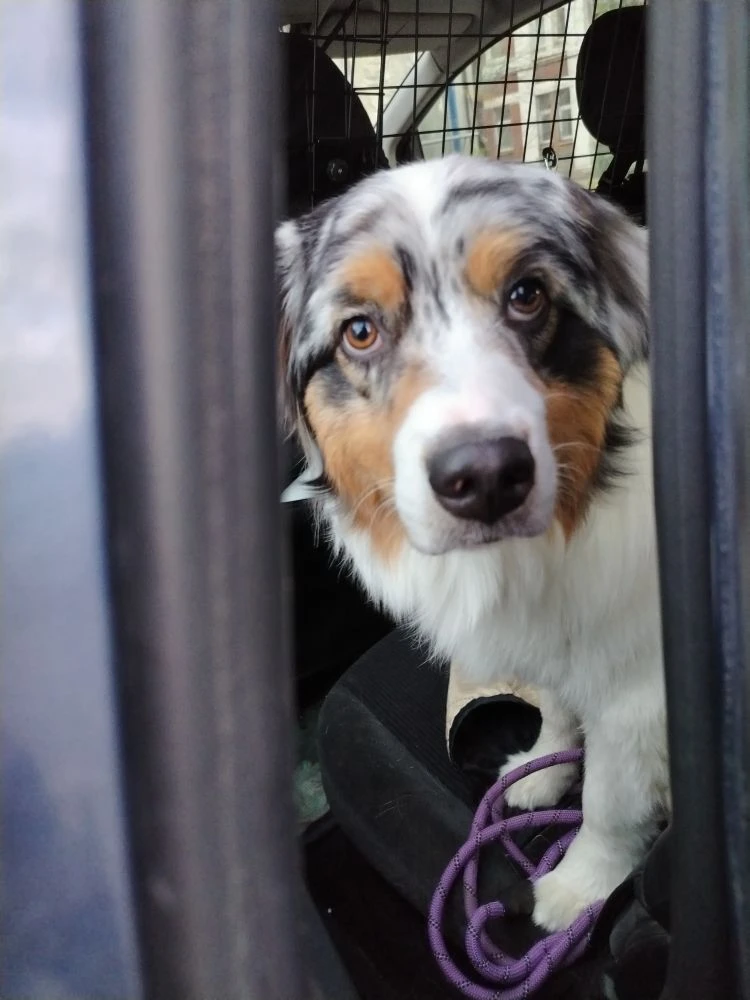 ❤️Апельсинка Zootaxi