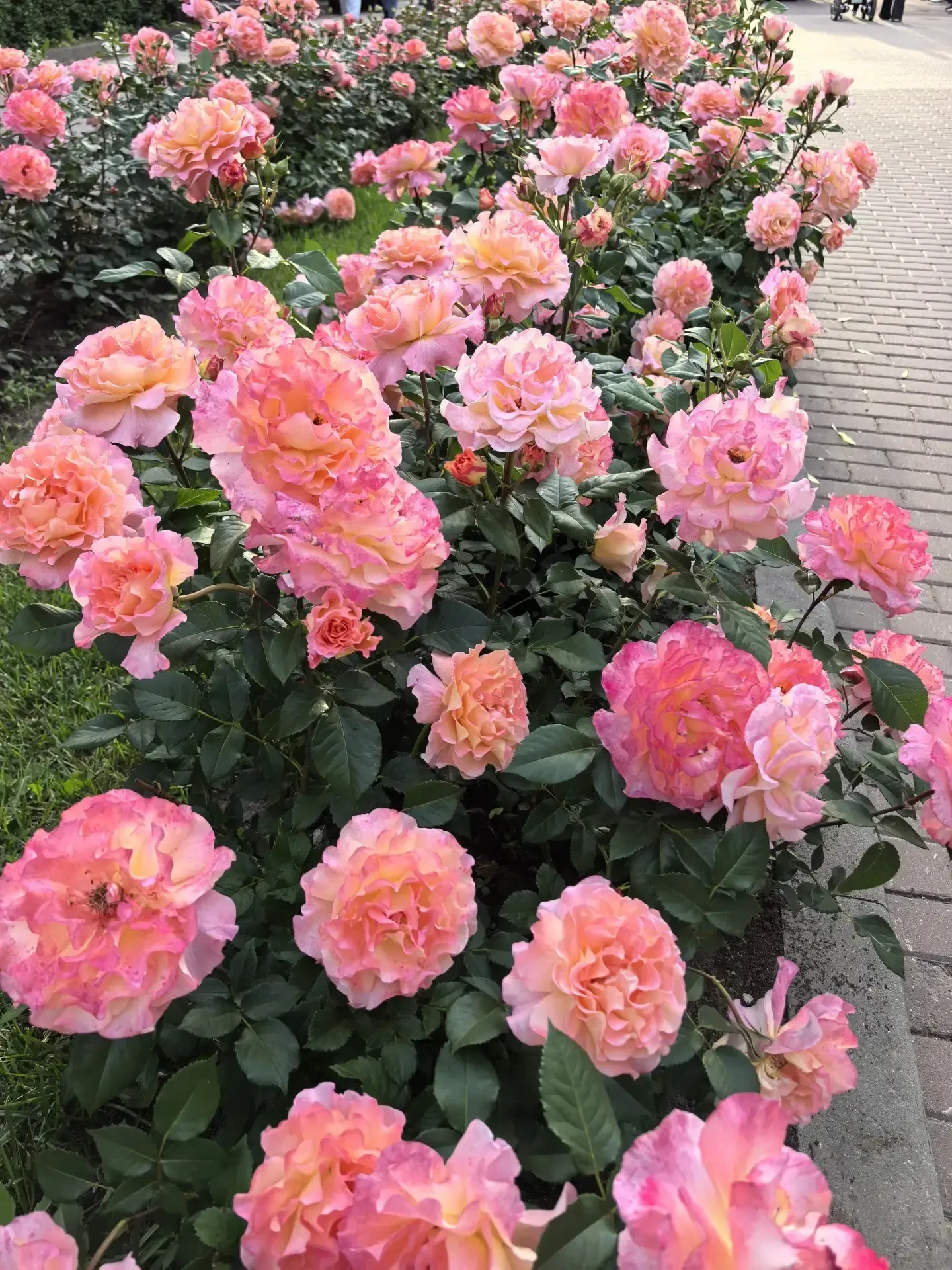 🌿 В парке «Динамо» всё цветёт!

Сейчас здесь настоящий ботанический рай: пышные розы, ароматный ж