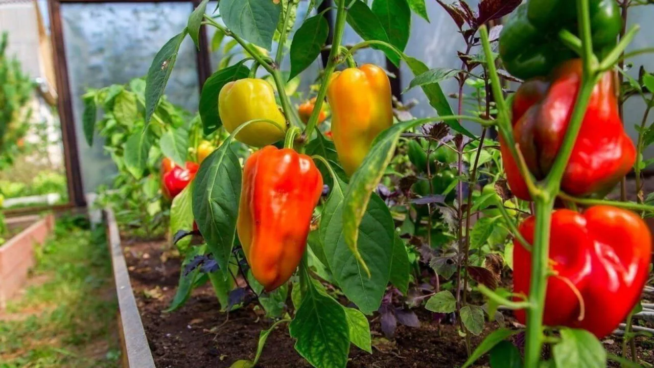 Сладкий перец без хлопот: проверенные сорта для вашего огорода 🌶✨Мечтаете о щедром урожае сладкого п