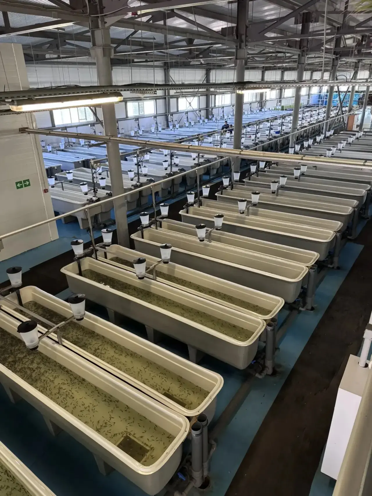 🐟 145 000 новых жителей Саратовского водохранилища от Главрыбвода!