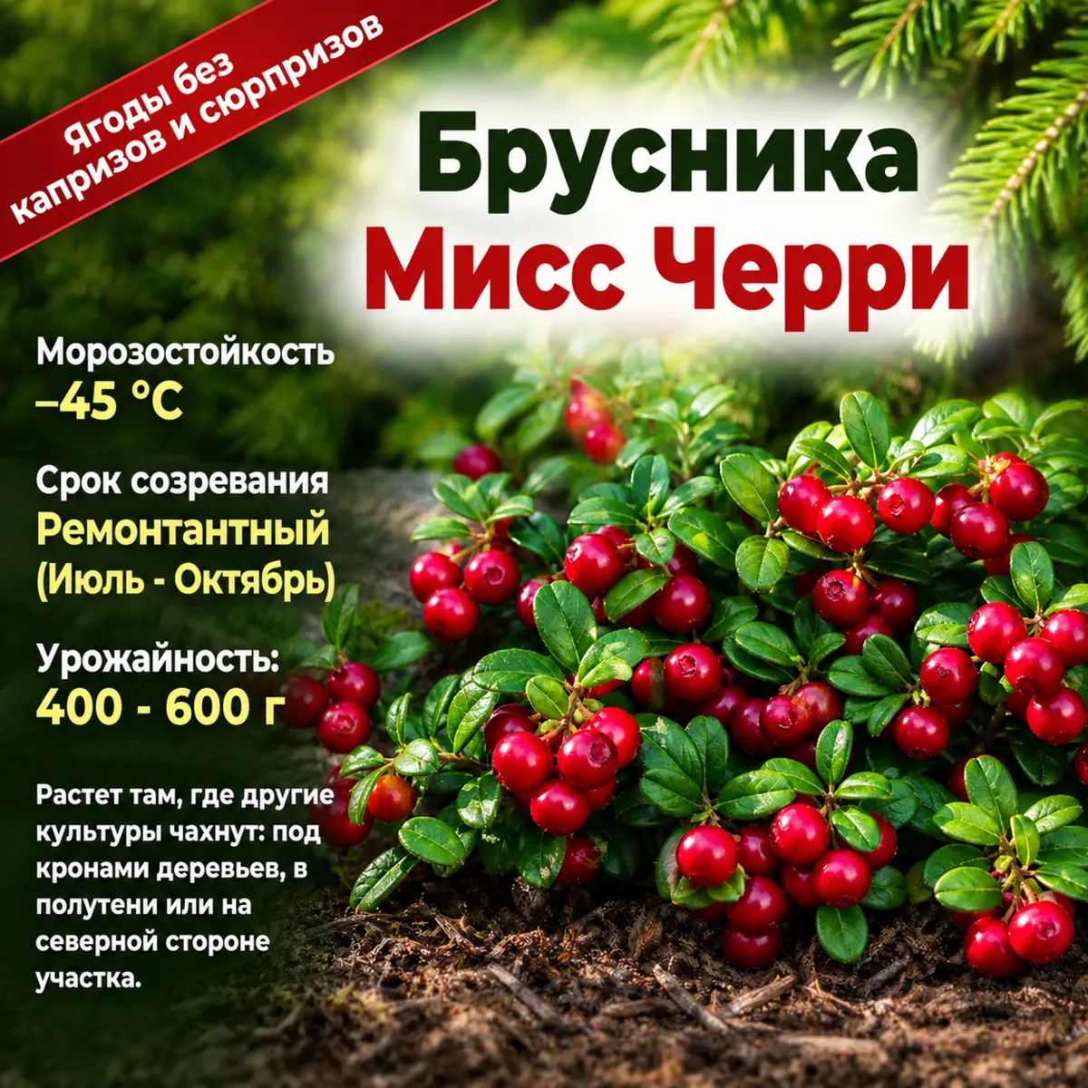 🫐 Ягоды без капризов и сюрпризов. Сажайте и собирайте