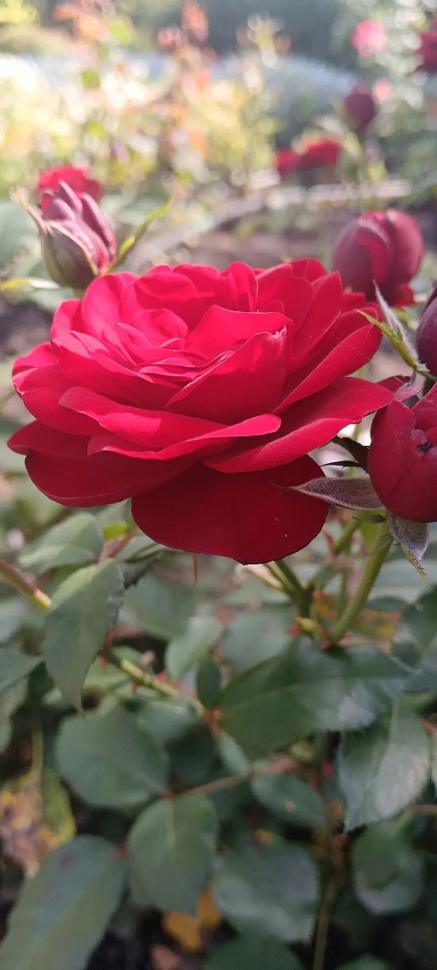 Доброе утро!🌹🌹🌹