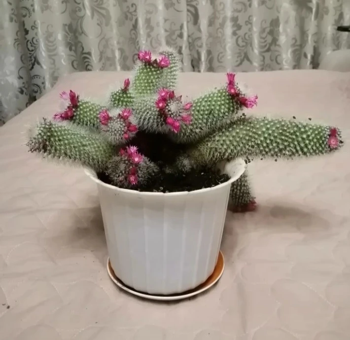 «Кактус, покажи свои иголки!»