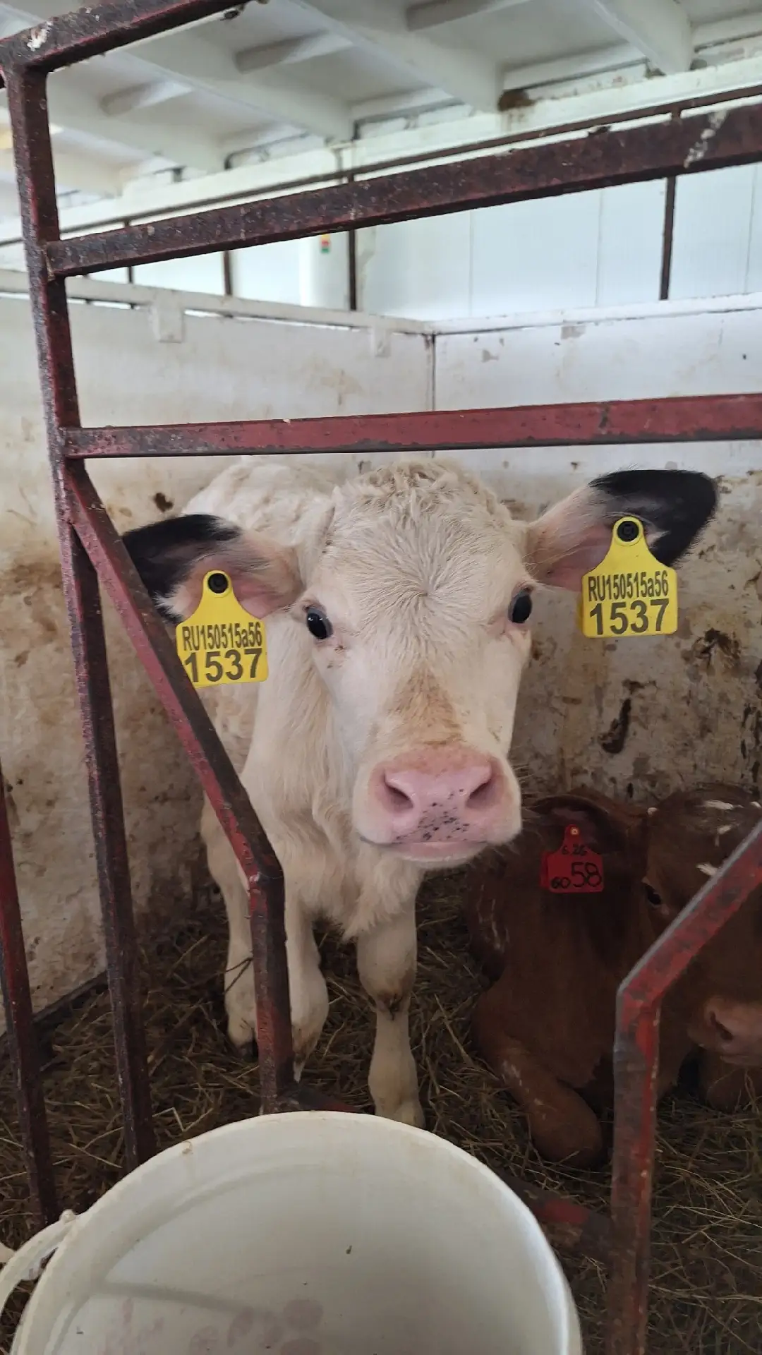 🐂Специалисты ОБУ «Мошенская райветстанция» провели плановое обследование в хозяйстве О...
