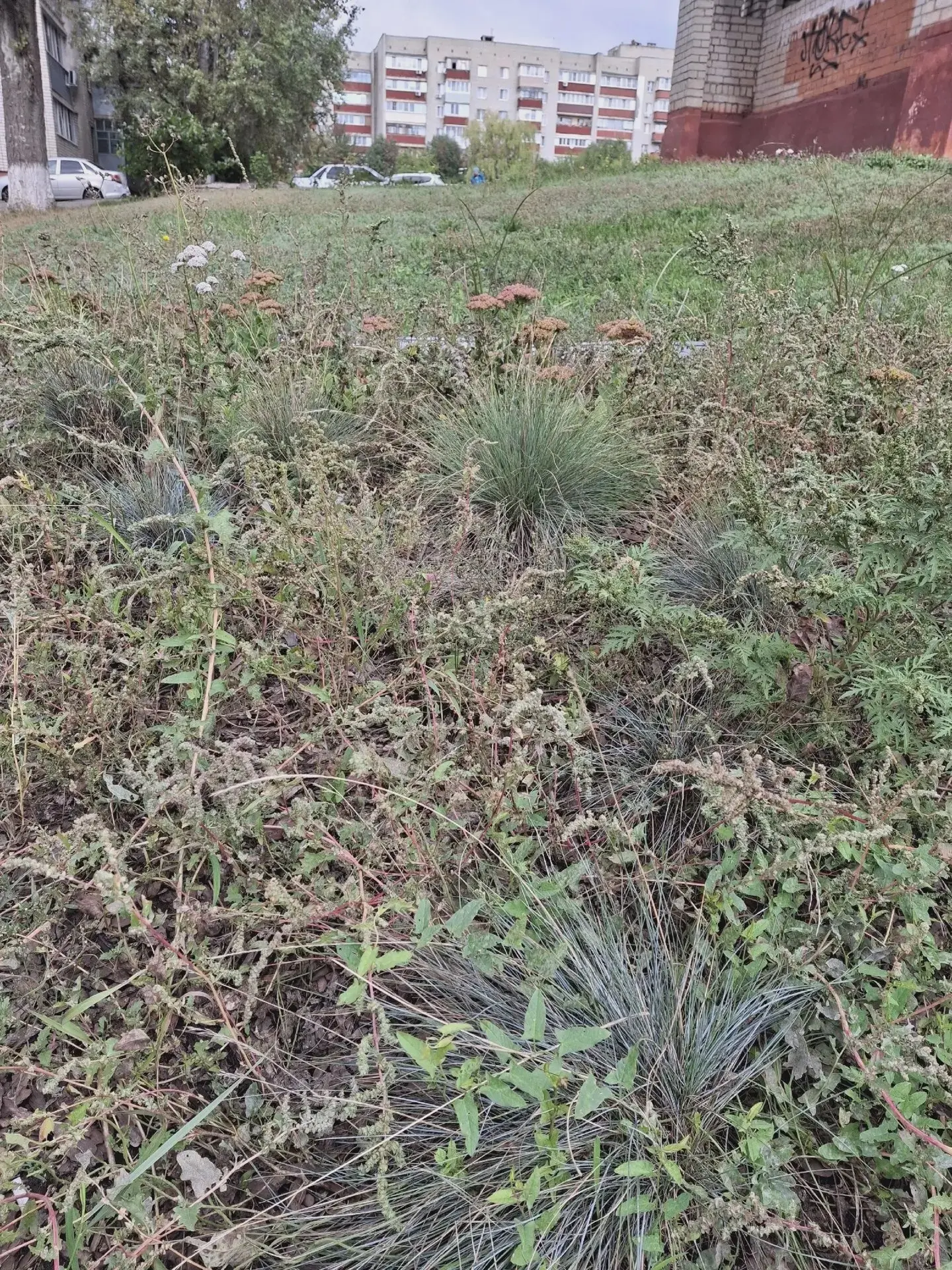 🌿 Читатель пожаловался на заросшие клумбы на Агошкова