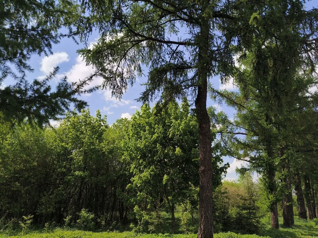 ☀️ Доброе утро, Подольск!  Прогноз на сегодня: температура: +28 °C; ветер: 4 м/с — едва колышет лист
