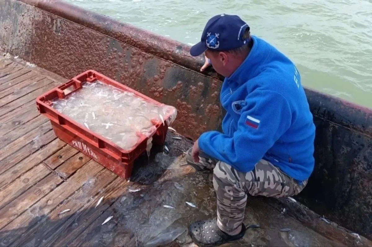Хамса должна помочь бороться с медузами в Азовском море

Как считает кандидат биологических наук Сер