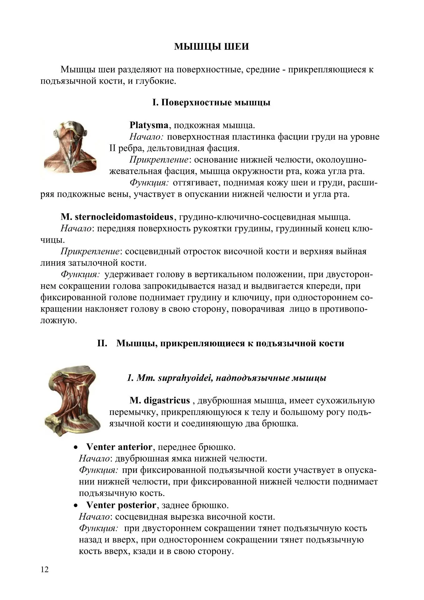 Мышцы, фасции и области шеи