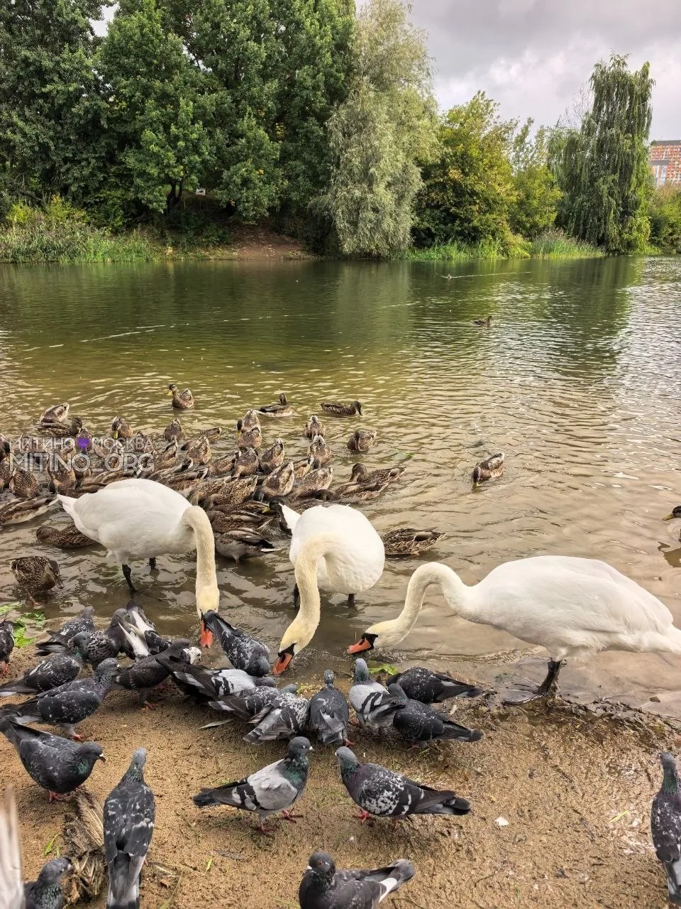 🦢🦆Грация Митинского парка!