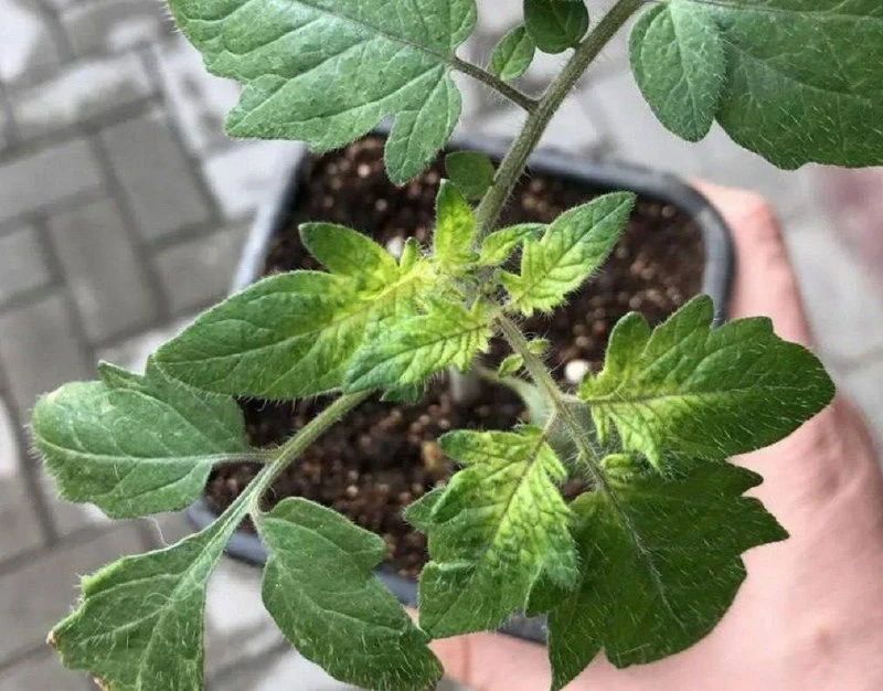 Как понять, чего не хватает томатам? 🍅🔍