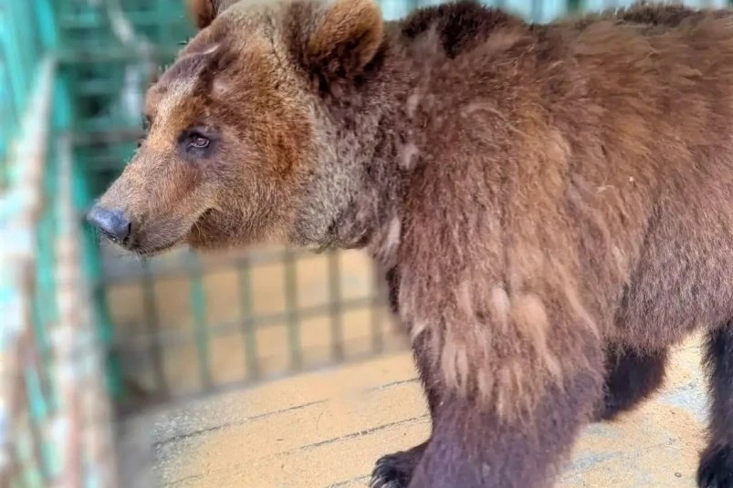 🐻Майя свободна: медведицу из Приморья увезли на реабилитацию в Московскую область

9 июня бурую мед