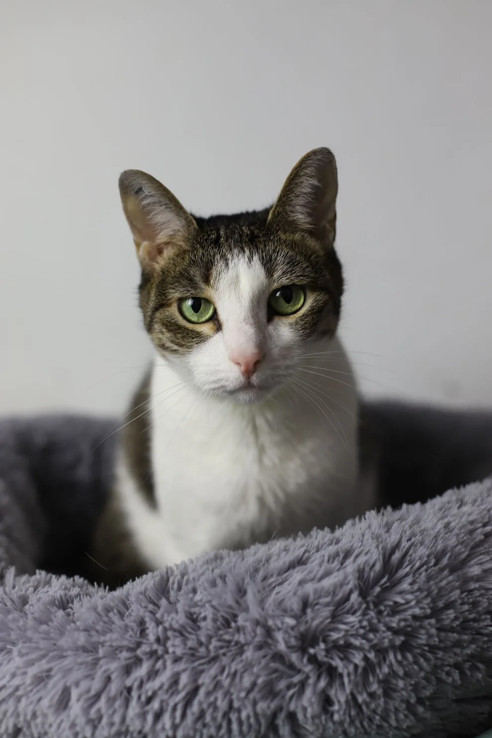 Животные, которые лечатся!