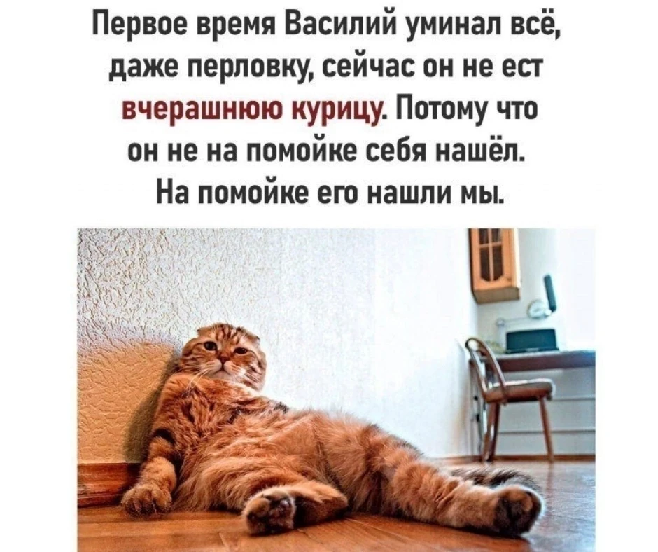 Мягкий кот