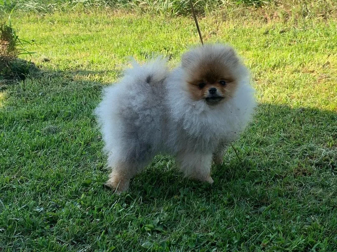 ⚡Немецкий шпиц ⚡  линька ⚡  алопеция ⚡️breedsinfo ⚡️dogmem