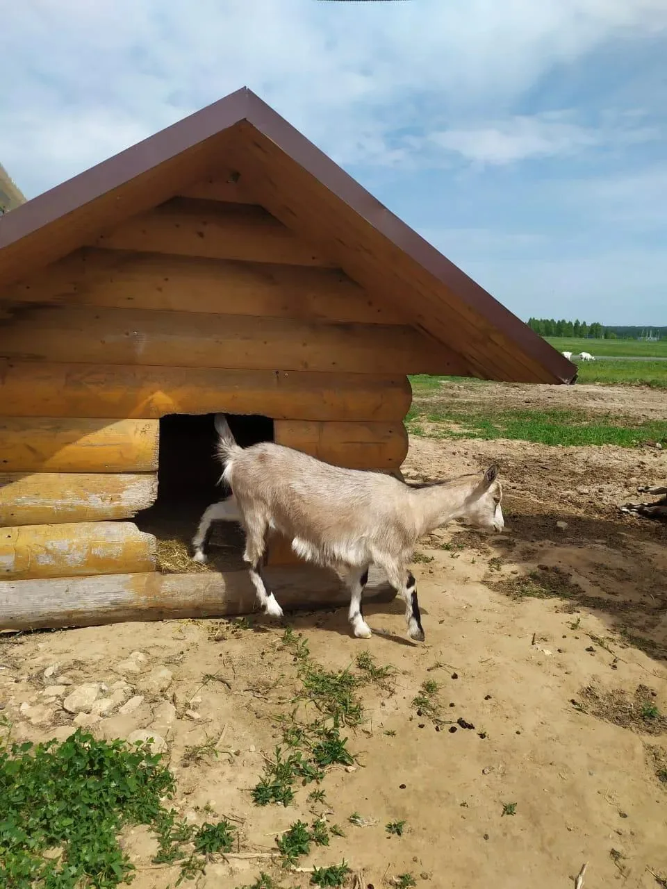 ПРОФИЛАКТИКА БРУЦЕЛЛЕЗА ЖИВОТНЫХ
 🐄✓ Что это? Бруцеллёз — инфекционное заболевание животных, опасно