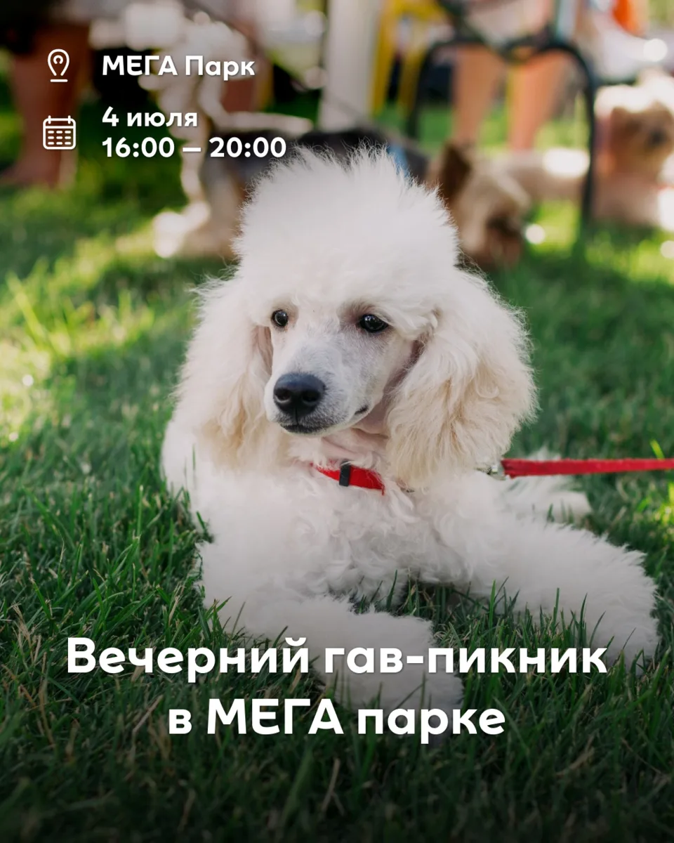 Бери плед, зови хвостатого друга — остальное мы уже подготовили! 🐶☀️