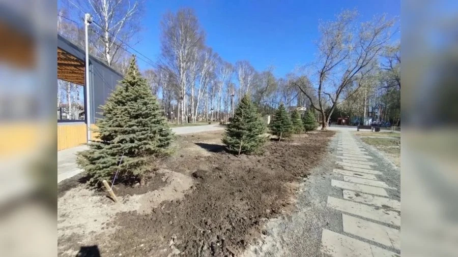 🧳🚙 Новогодние ели в Ярославле «переехали» на постоянное место жительства  🌲Хвойные деревья, которые 