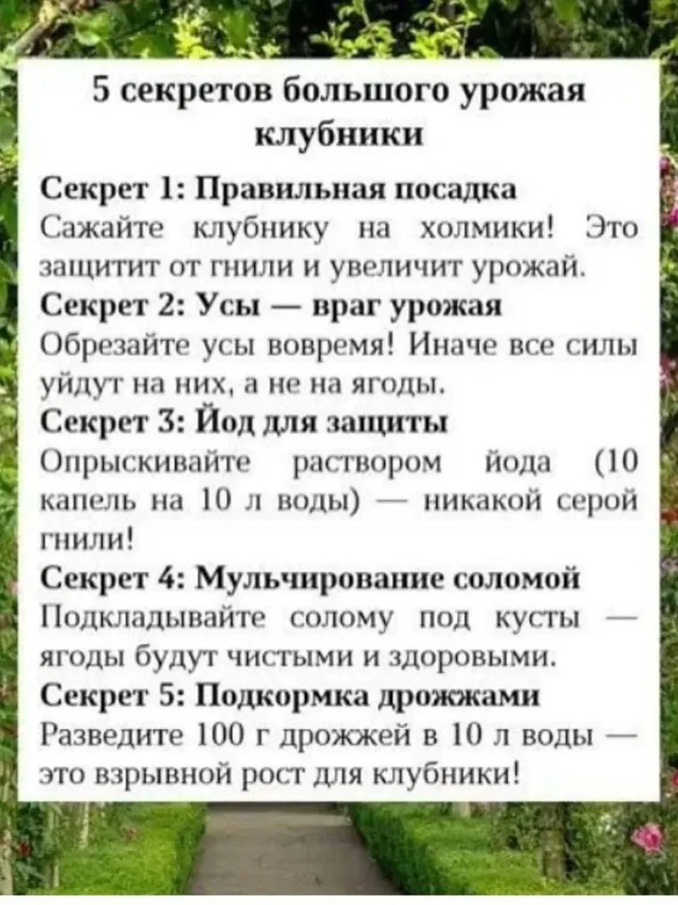 5 секретов обильного урожая клубники

🏡 Уютная дача