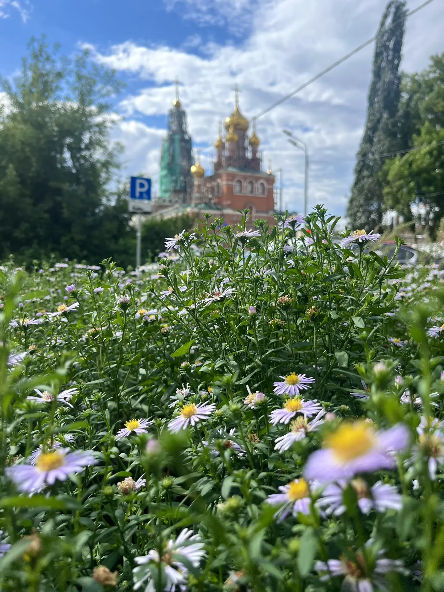 Цветущий август

Фото: Лилия Сахапова