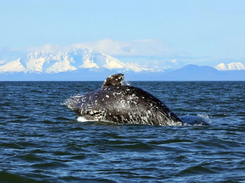 🐋🐬В Кроноцком заповеднике напомнили об одной из главных угроз китообразным от людей
 
23 июля – Вс