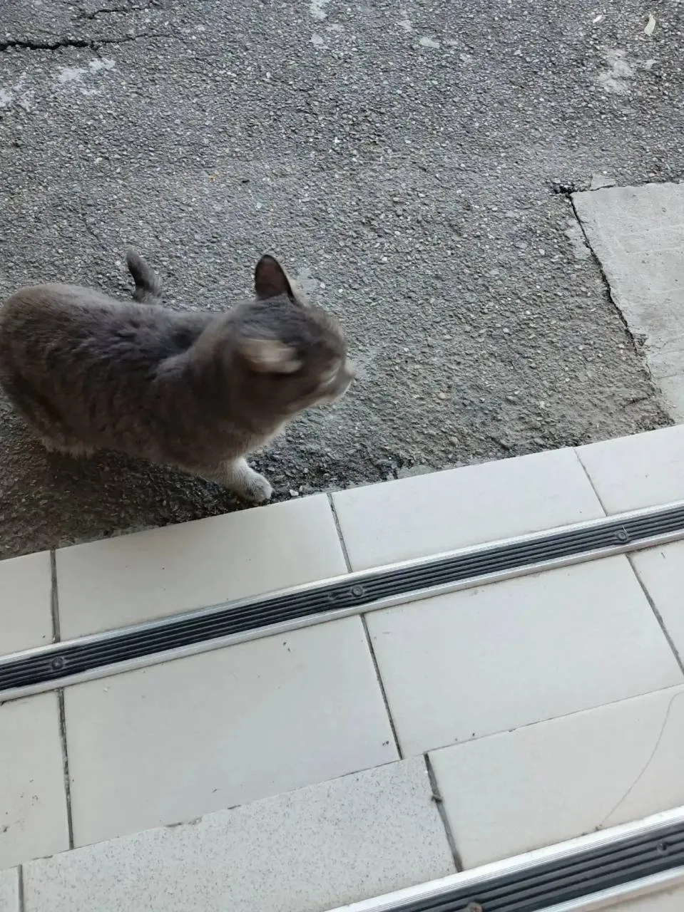 Кошка ищет дом! Прикормлена у дома 39 Генерала Петрова, 1,5 месяца никто не забирает, л...