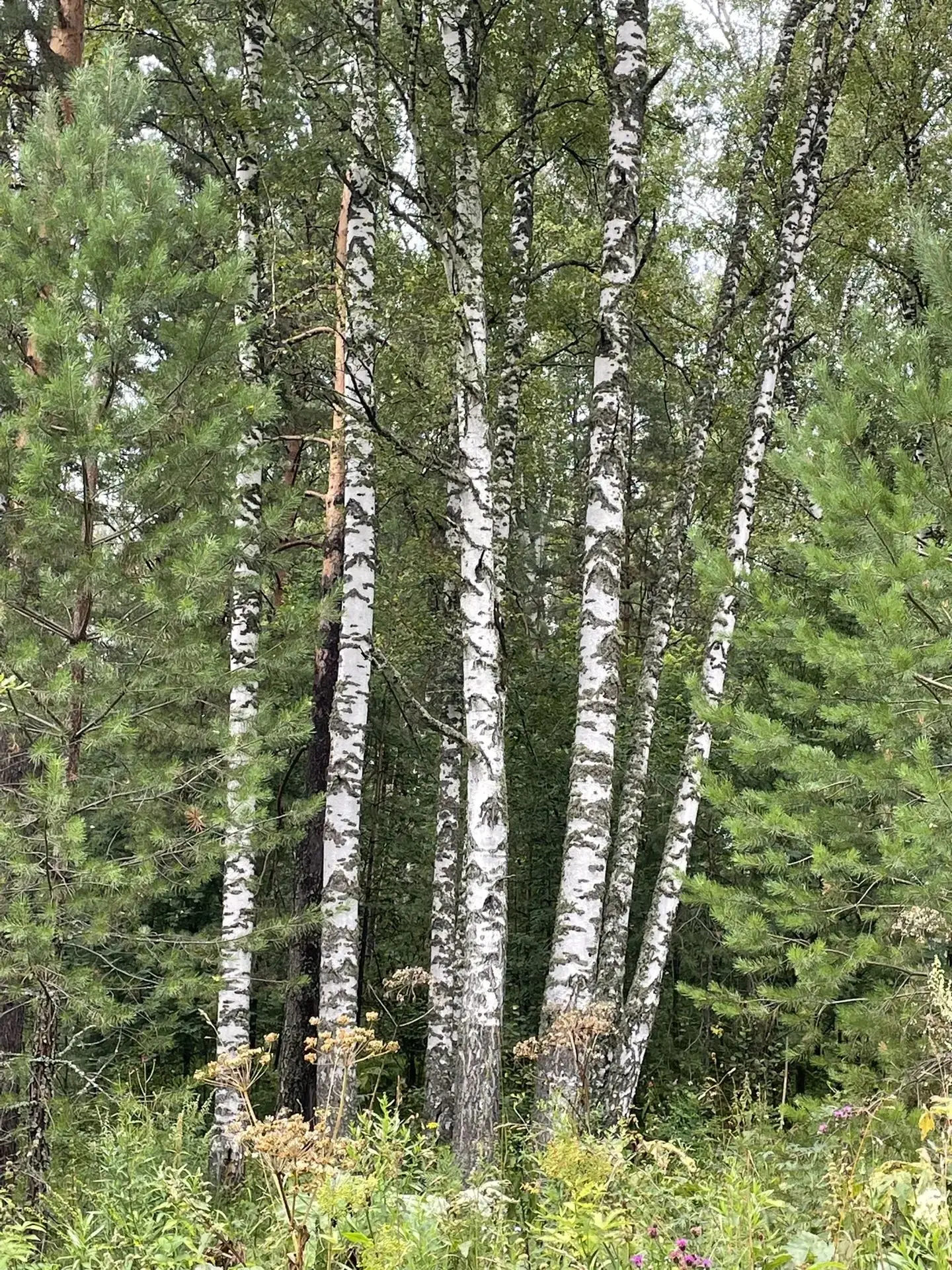 🌳Сегодня героиня дня наша родная, русская белая береза.
О ней слагают стихи и песни.
А для кого-то 