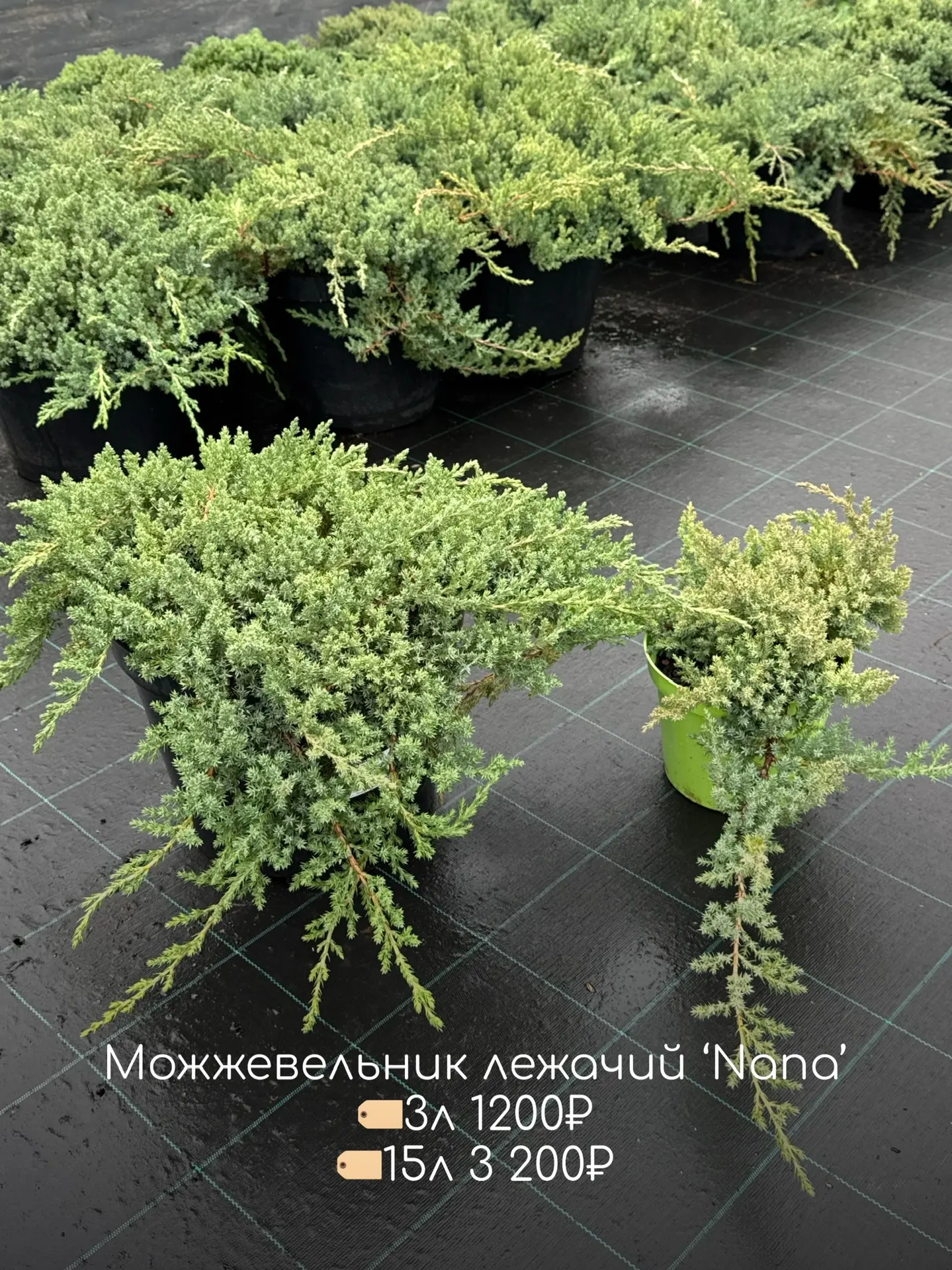 Хвойные сажать можно весь декабрь!  Что как не вечнозеленые хвойные растения украсят ростовскую серу