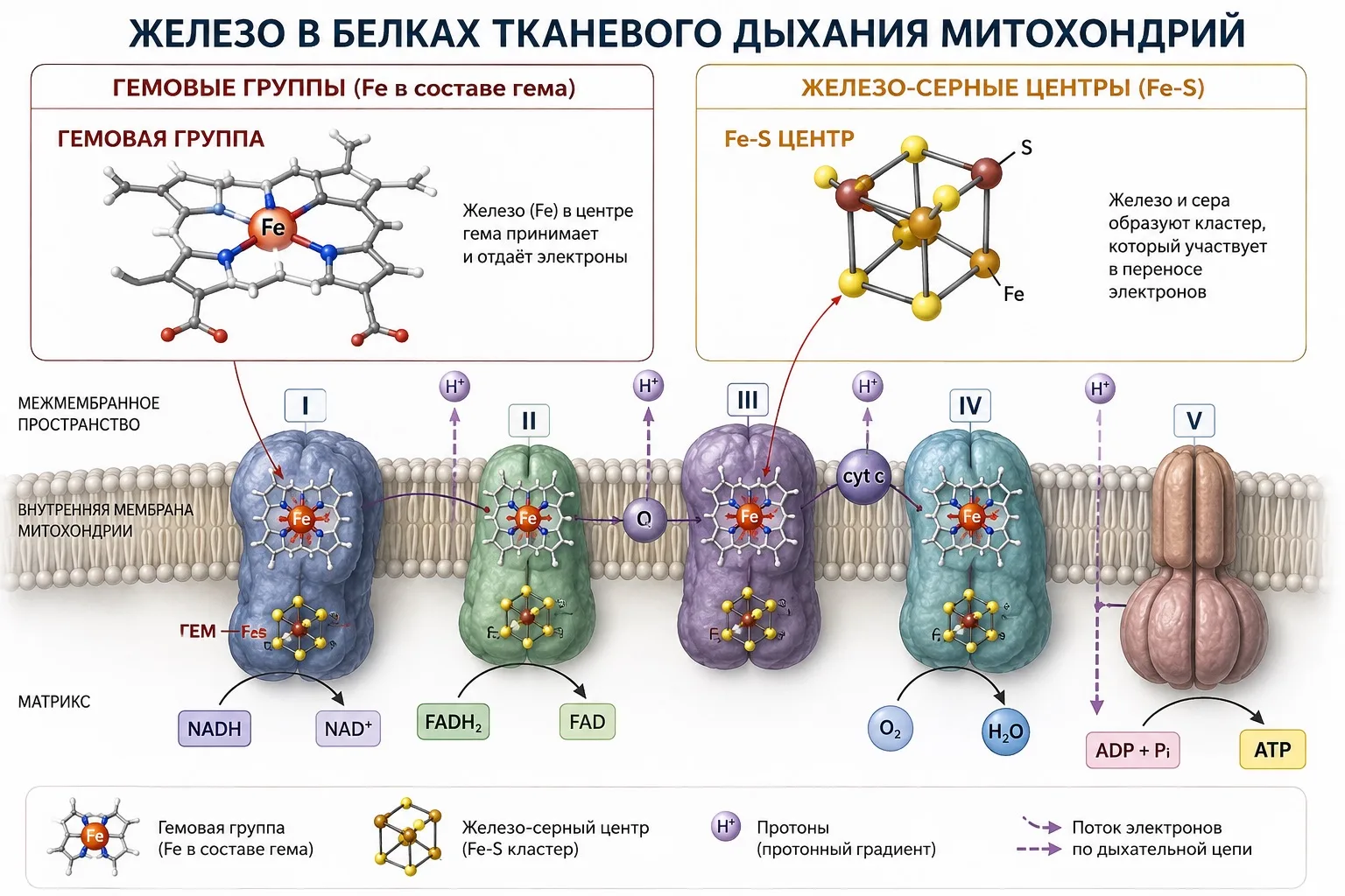 Железо и митохондрия