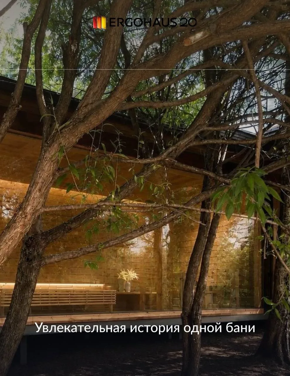💎 Рассказать, как деревья создали нам целое приключение?