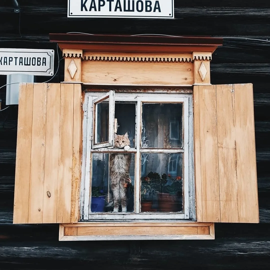 Томский котейка😼