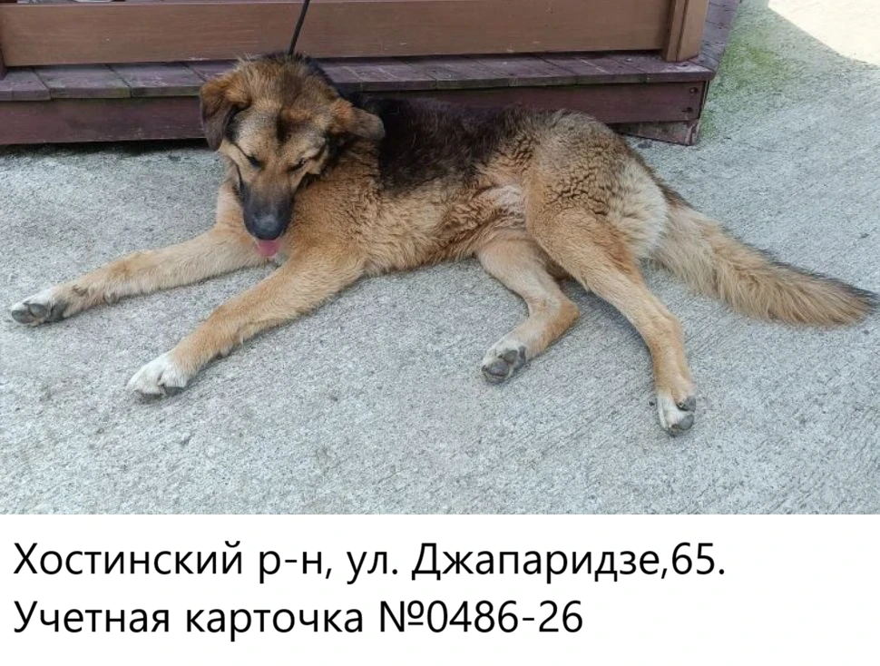 28.05.2026 был отлов собак по адресам: