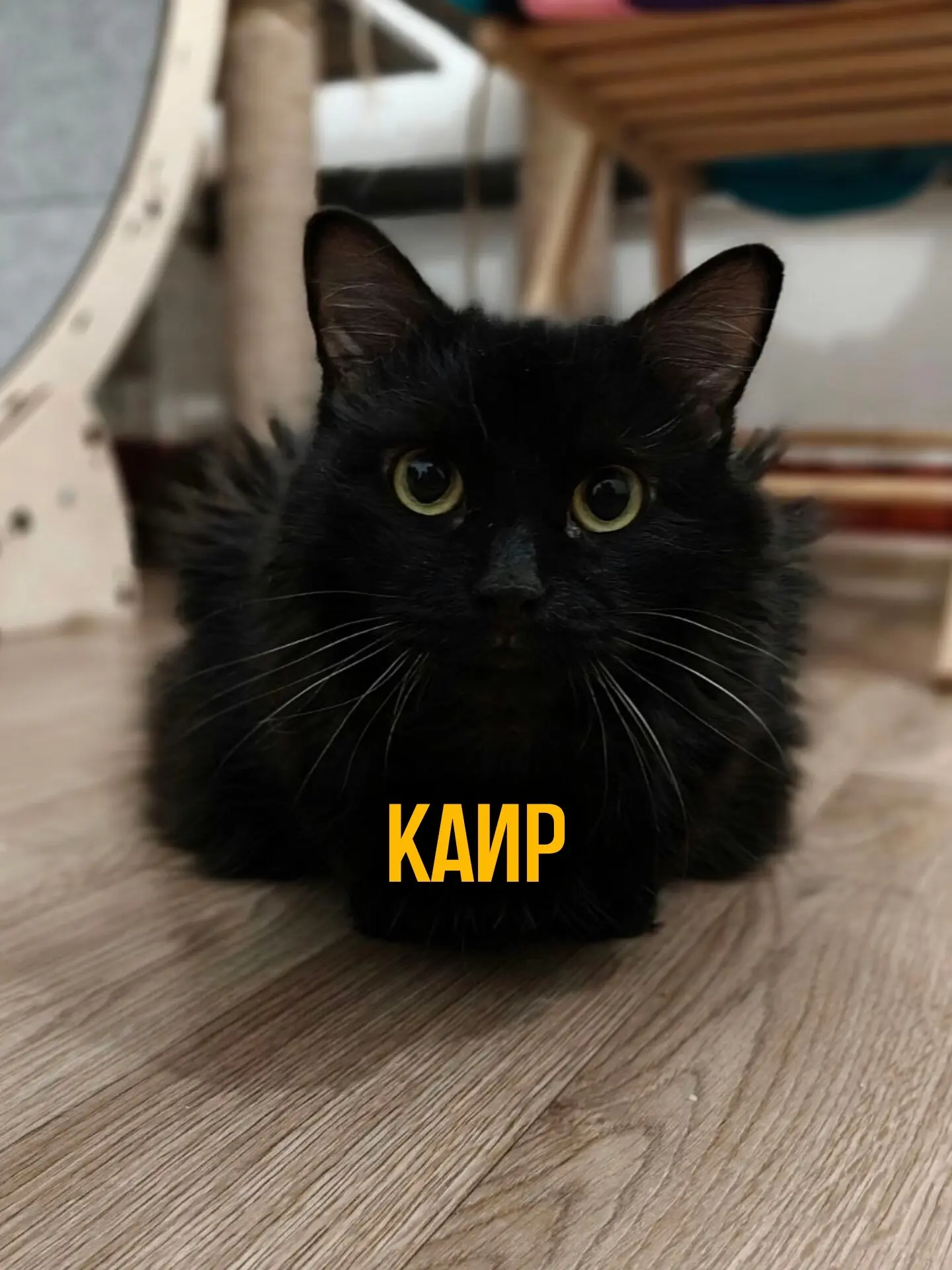 Каир!

Наш пугливый черный котик Каир живет у нас два года. Он потерял свою хозяйку, которая, к сожа