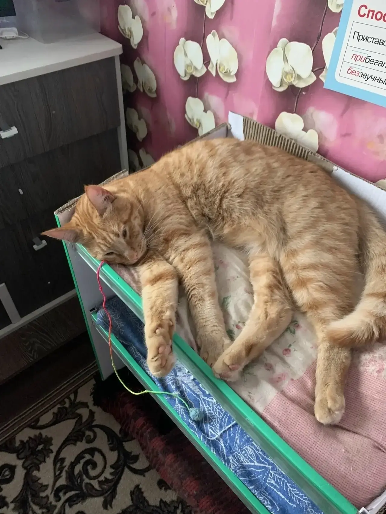 ПРОПАЛ ДОМАШНИЙ КОТ!