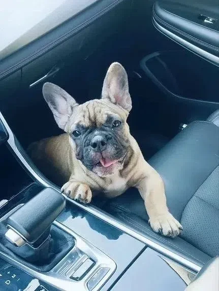 🐶Продается щенок французского бульдога подпалого/палевого окраса, возраст 5 месяцев.