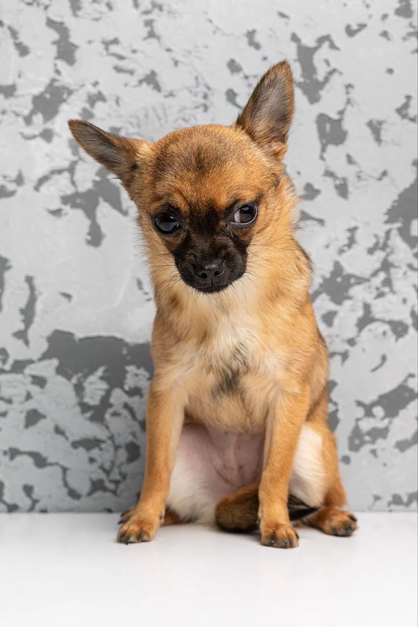 Ищет дом крошка Череда из «Домика Мелкашей» Балашиха 🌸🐕 Москва и МО  Привет, я Череда! 👋 Я — полтора
