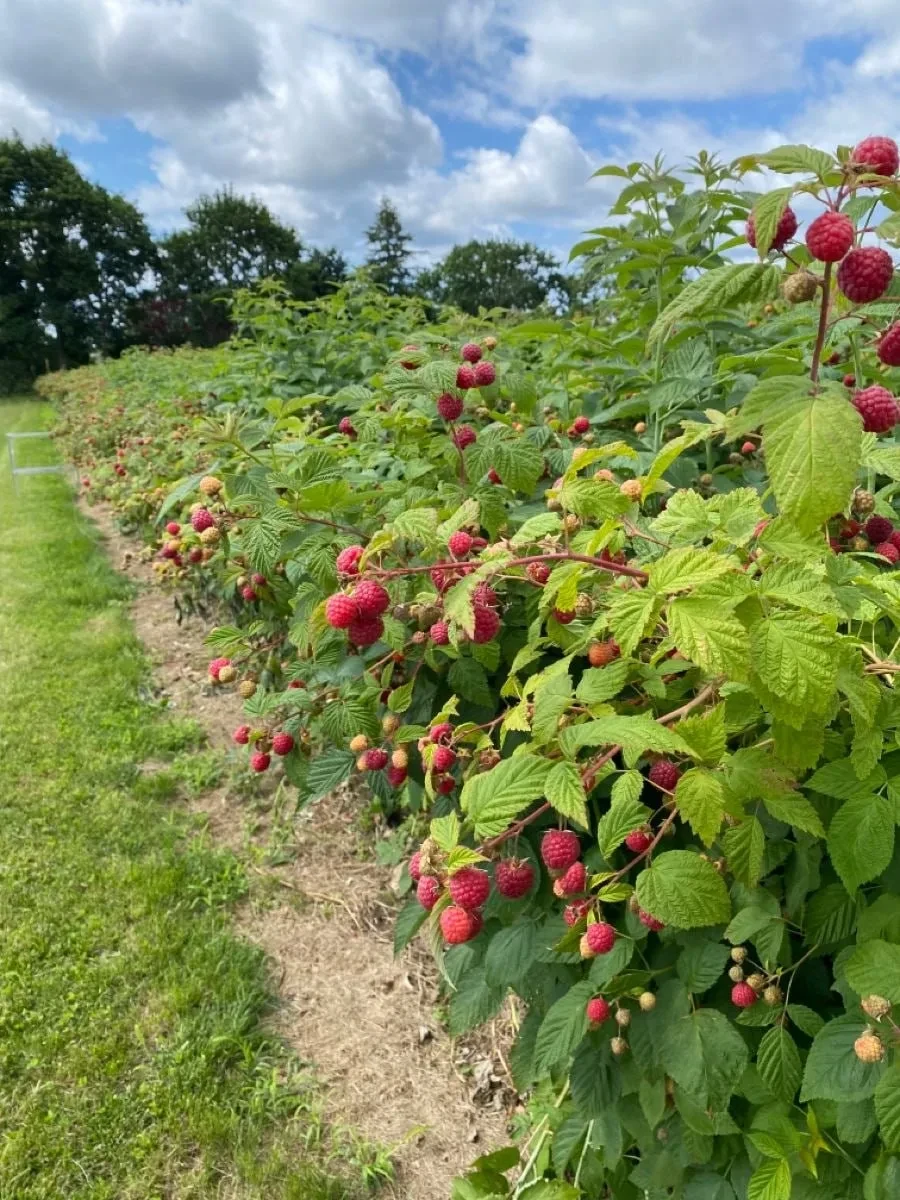 Чем мульчировать малину осенью 🍓🤔

✔️ Торф — для тяжёлой уплотнённой почвы. Слой 7–10 см (для укры