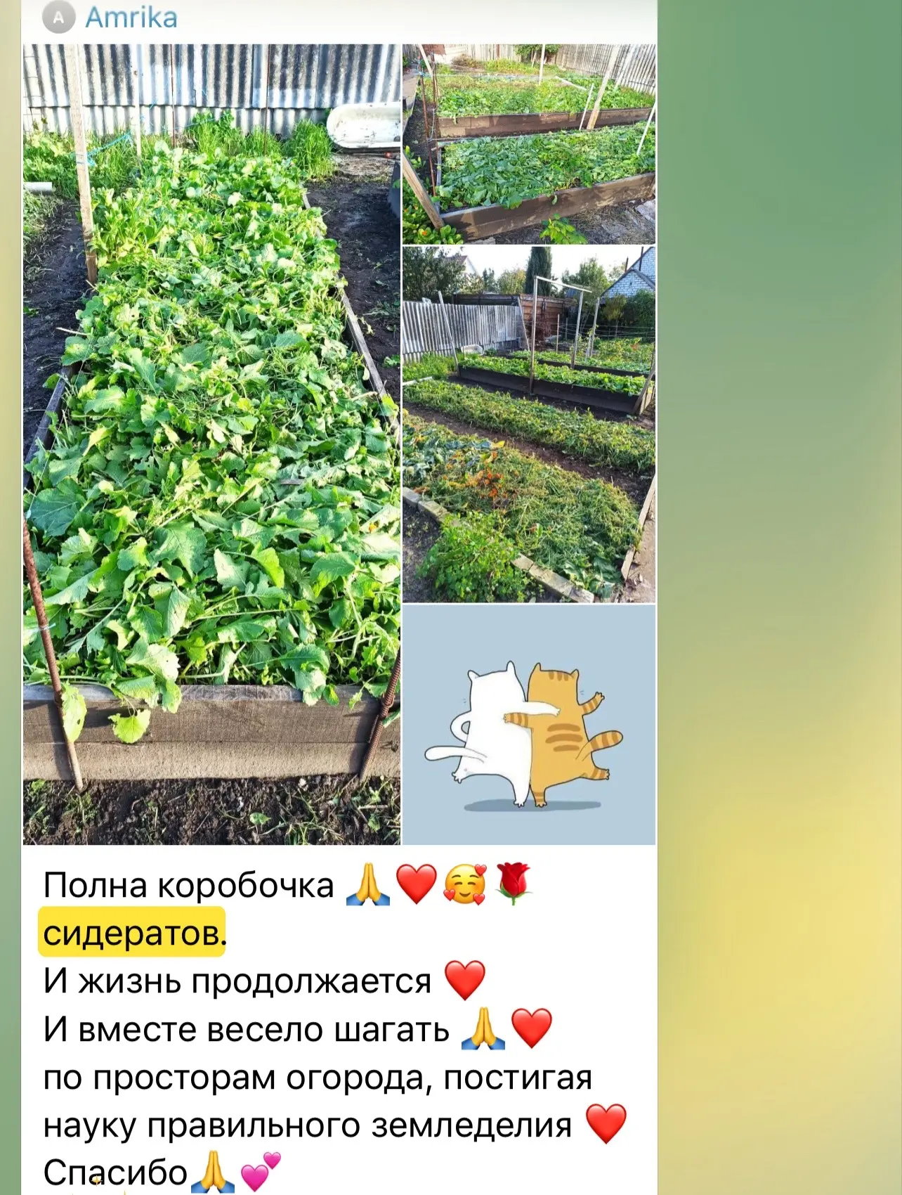Сидераты - не только удобрение!?
