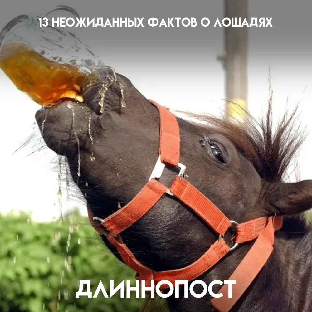 Лошадь кажется одним из самых привычных животных — тысячи лет она рядом с человеком, и ...