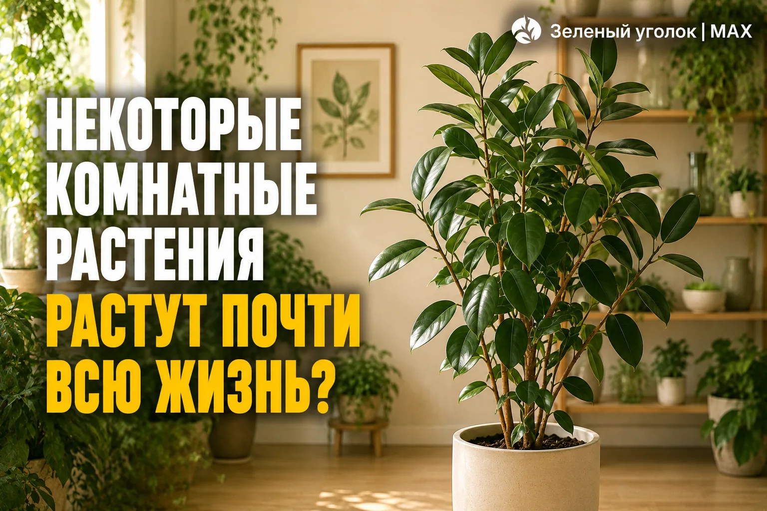 🍀 НЕКОТОРЫЕ КОМНАТНЫЕ РАСТЕНИЯ РАСТУТ ПОЧТИ ВСЮ ЖИЗНЬ?

У многих комнатных растений нет строгого во