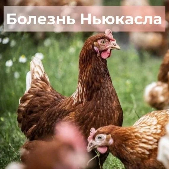 ПАМЯТКА НАСЕЛЕНИЮ ПО БОЛЕЗНИ НЬЮКАСЛА