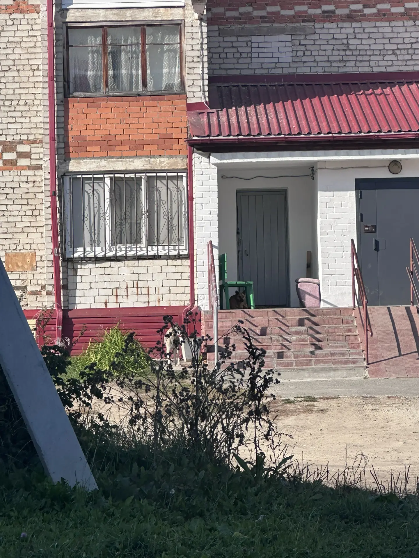 🚨 На Ломоносова, 15 всё ещё бегает агрессивная собака