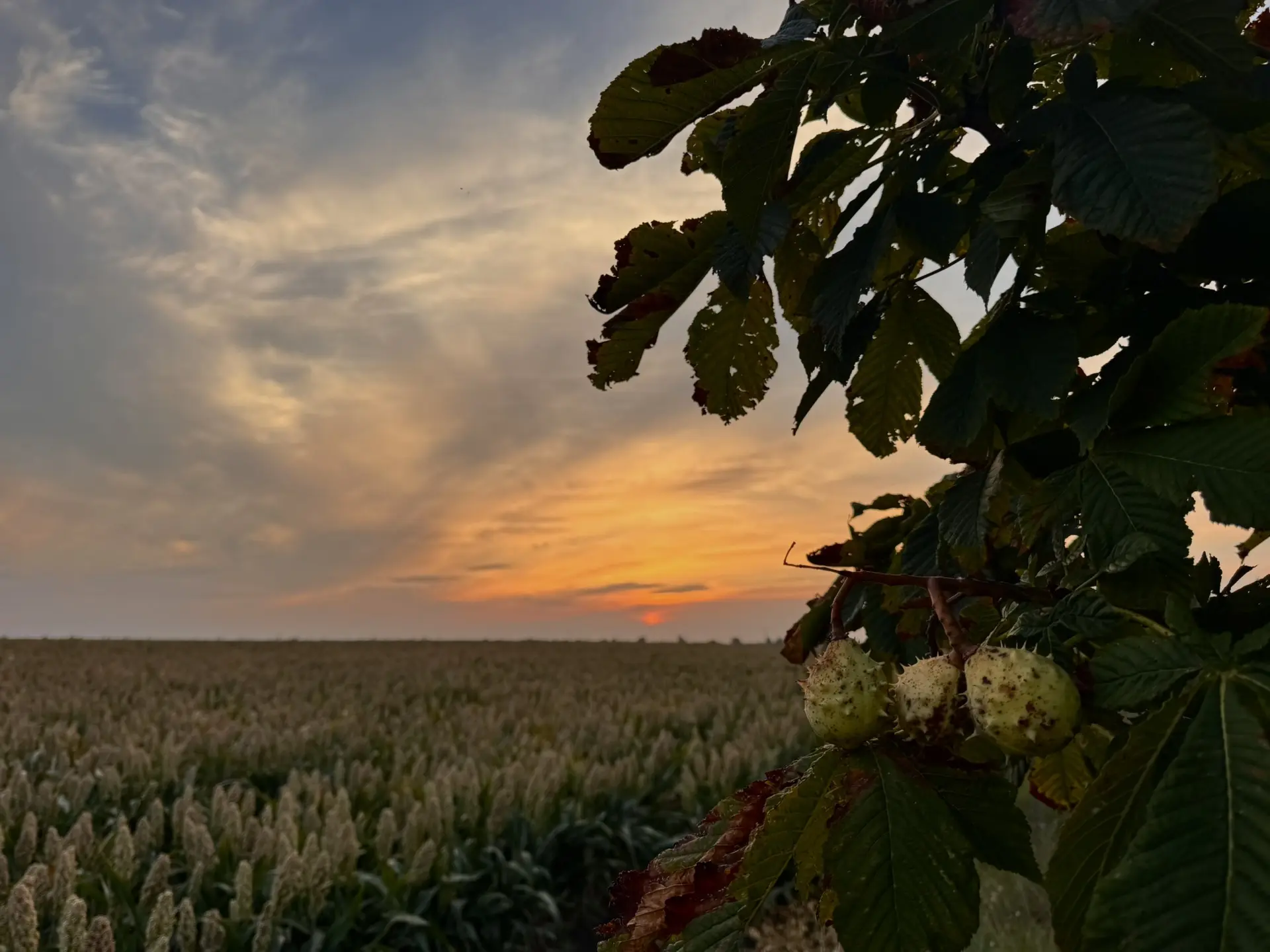 С началом новой рабочей недели!🌾🌅