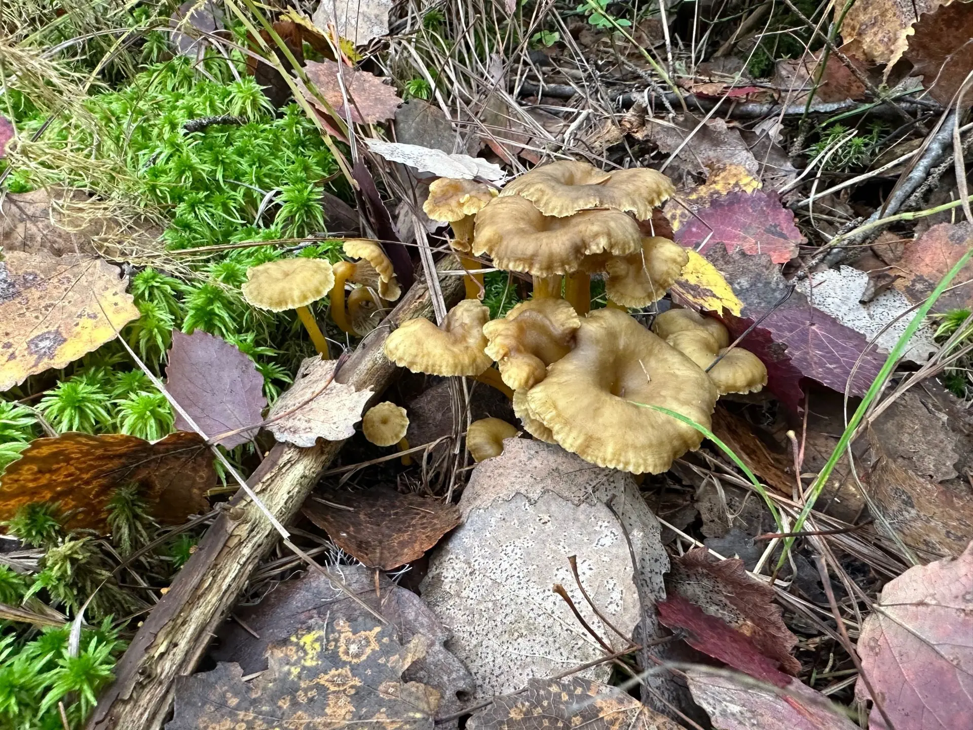 Всеволожский район, 28.09.26. закрыли грибной сезон 🍄‍🟫🌳 насобирали много трубчатых ...