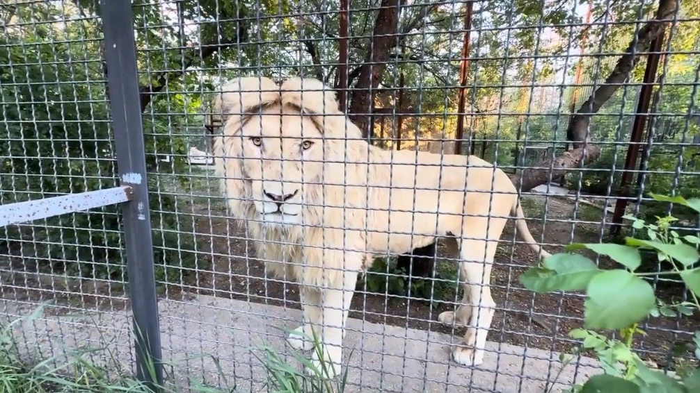 Елизавета: Очаровательный белый лев в парке "Тайган"🦁
Когда пытаешься казаться серьезным, но все во