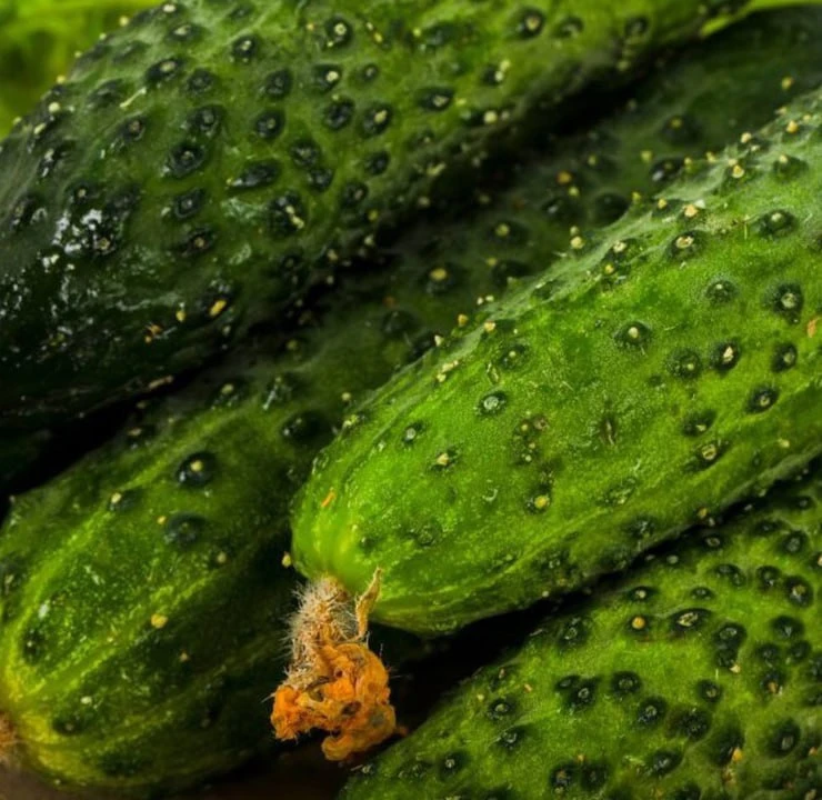 🥒 Молоко для огурца