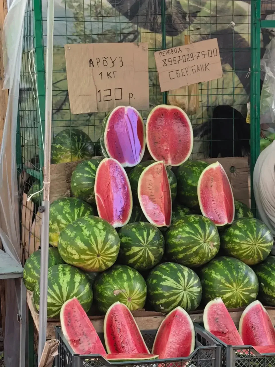 🍉❤️🍉❤️🍉❤️🍉❤️🍉