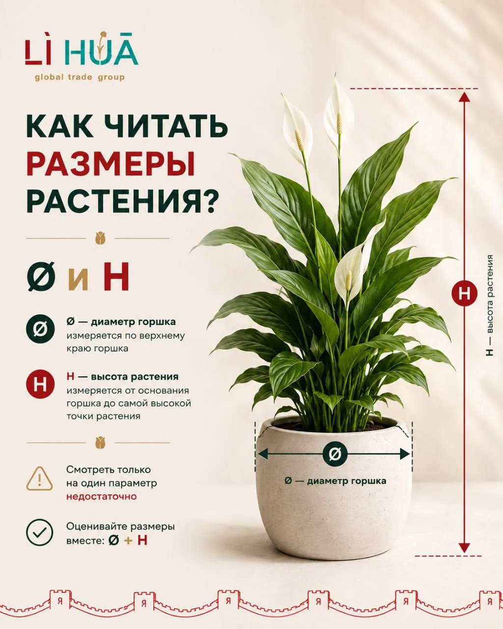 🌿 Что означают Ø и H в карточке растения — и почему одного параметра недостаточно